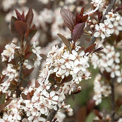 Prunus x cistena 'Darkstar'