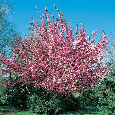Prunus ser. 'Kwanzan'