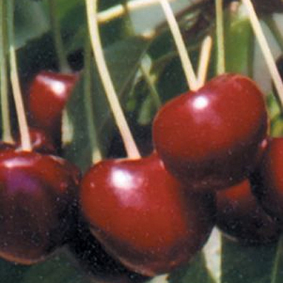 Prunus x 'Lapin'