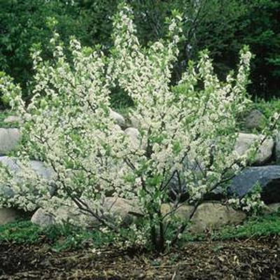 Prunus maritima