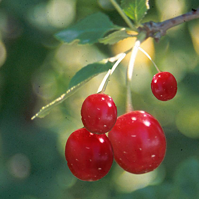 Prunus x 'Meteor'