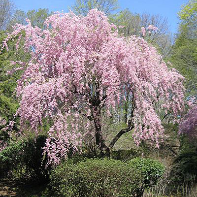 Prunus x s. 'Pendula'