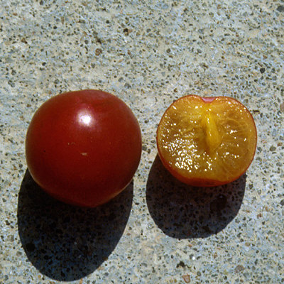 Prunus x 'Pipestone'