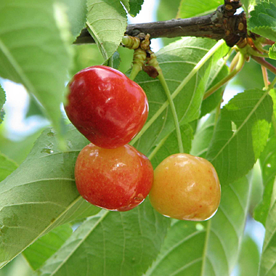 Prunus x 'Rainier'