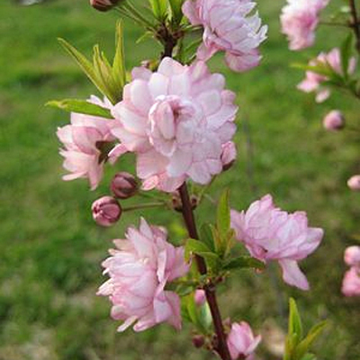 Prunus g. 'Rosea'