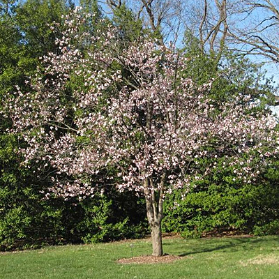 Prunus sargentii