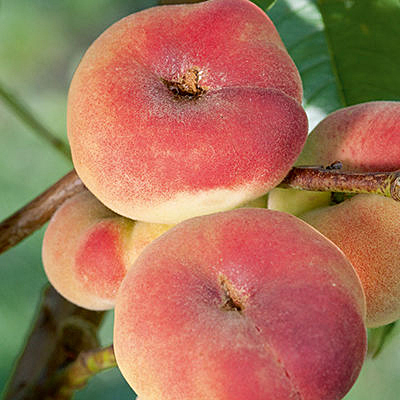 Prunus p. 'Saturn'