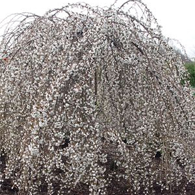 Prunus x s. 'Snow Fountain'