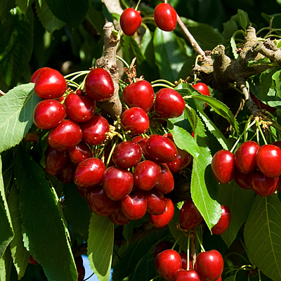 Prunus a. 'Stella'