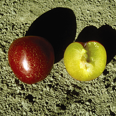 Prunus x 'Superior'