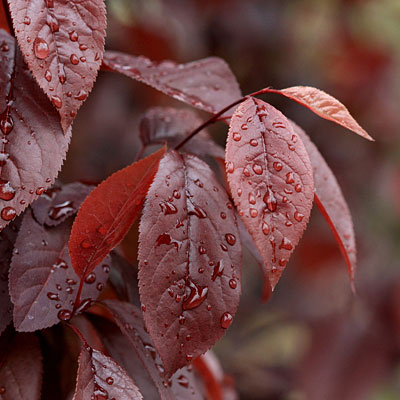 Prunus c. 'Thundercloud'