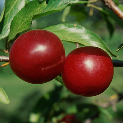 Prunus x 'Toka'
