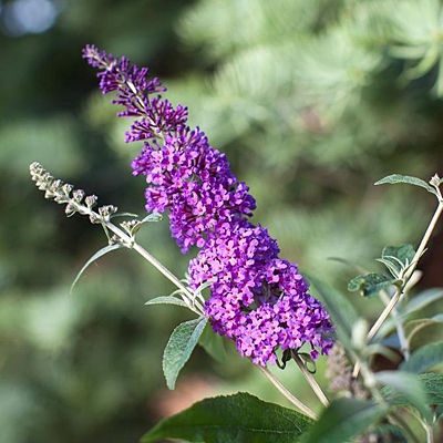 Buddleia d. 'Psychedelic Sky'
