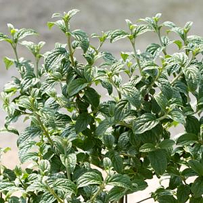Cornus stol. 'Pucker Up'