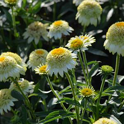 Echinacea x 'Puff Vanilla'