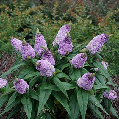 Buddleia x 'Pugster Amethyst'