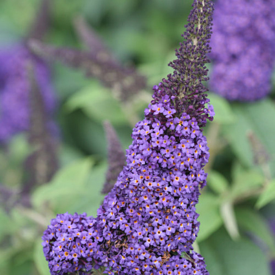 Buddleia x 'Pugster Blue'