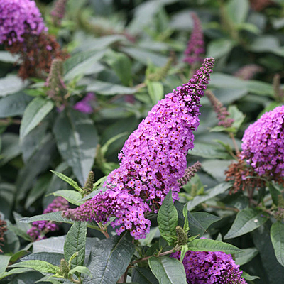 Buddleia x 'Pugster Periwinkle'
