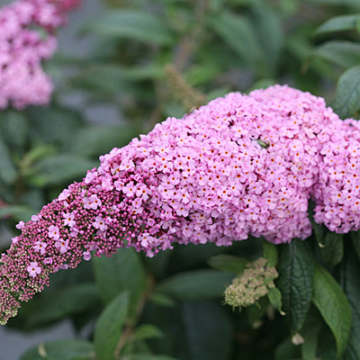 Buddleia x 'Pugster Pink'