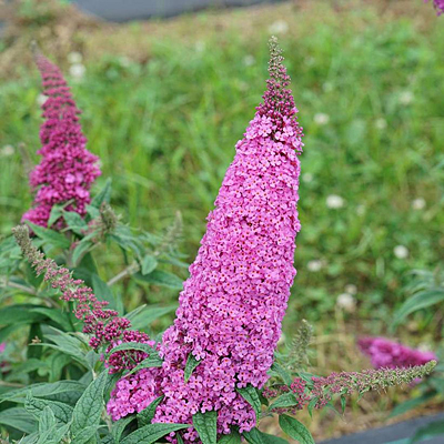 Buddleia x 'Pugster Pinker'