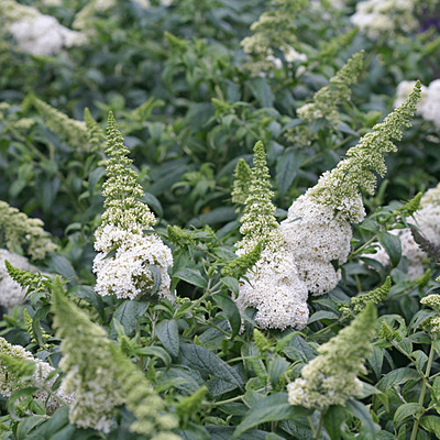 Buddleia x 'Pugster White'
