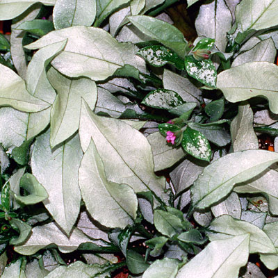 Pulmonaria x 'Majeste'