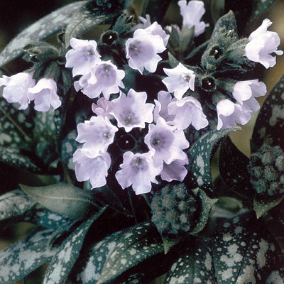 Pulmonaria x 'Opal'