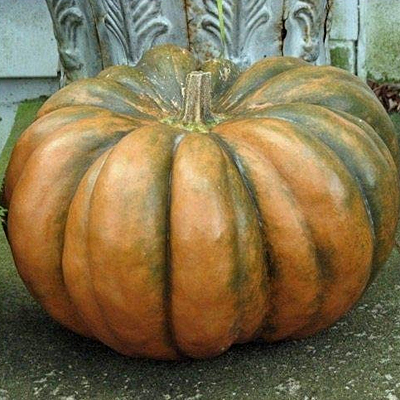 Pumpkin 'Fairytale'