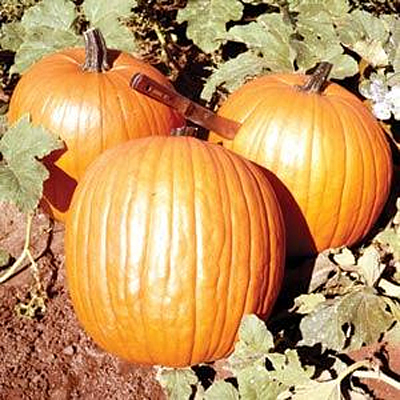 Pumpkin 'Howden'