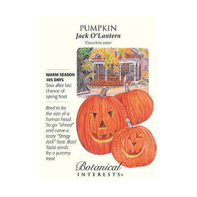 Seeds - BI Pumpkin Jack O'Lantern