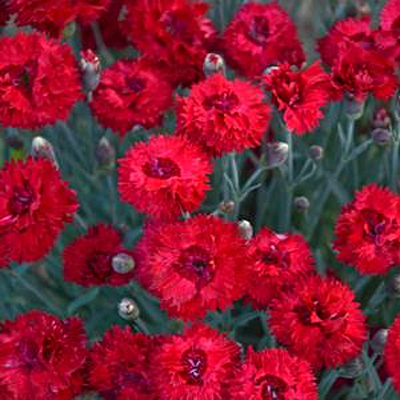 Dianthus x 'Fruit Punch Maraschino'