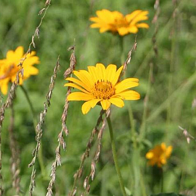 Heliopsis h. 'Punto Russo'