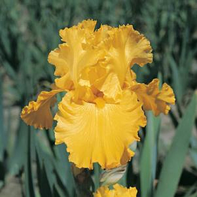 Iris g. 'Pure As Gold'