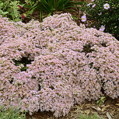 Sedum x 'Pure Joy'