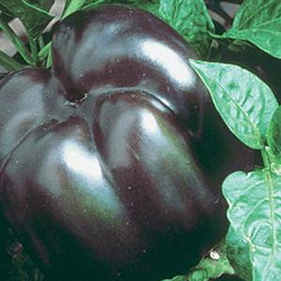 Pepper 'Purple Beauty'