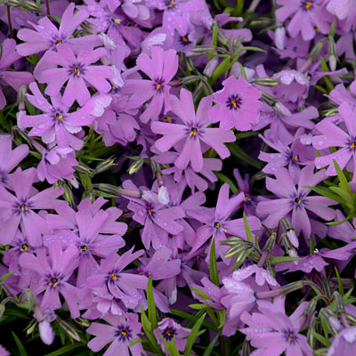 Phlox sub. 'Purple Beauty'