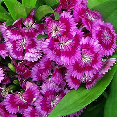 Dianthus b. 'Barbarini Purple Bicolor'