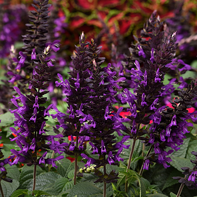 Salvia guaranitica 'Purple & Bloom'