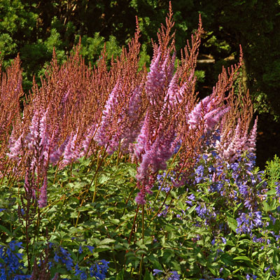 Astilbe c. 'Purple Candles'