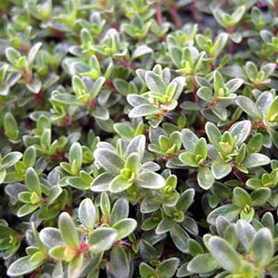 Thymus p. 'Purple Carpet'