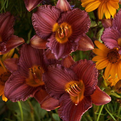 Hemerocallis 'Purple D'Oro'