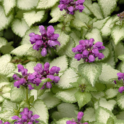 Lamium m. 'Purple Dragon'