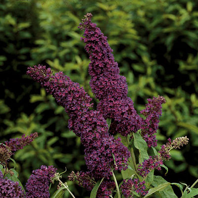 Buddleia d. 'Purple Emperor'
