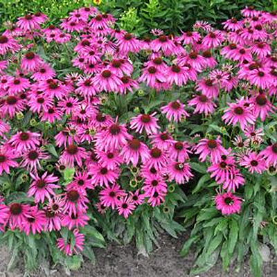 Echinacea x 'Butterfly Purple Emperor'