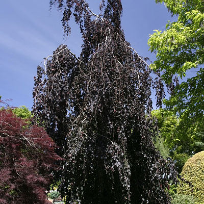 Fagus s. 'Purple Fountain'