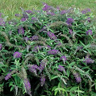 Buddleia d. 'Lo & Behold Purple Haze'