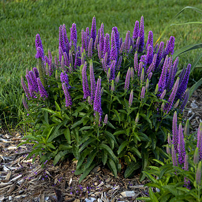 Veronica x 'Purple Illusion'
