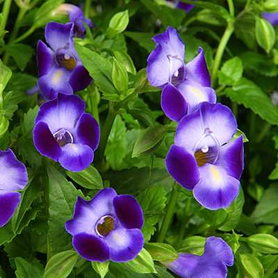 Torenia 'Purple Moon'