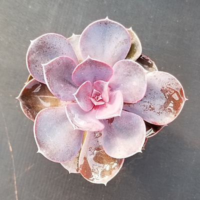 Echeveria 'Purple Pearl'