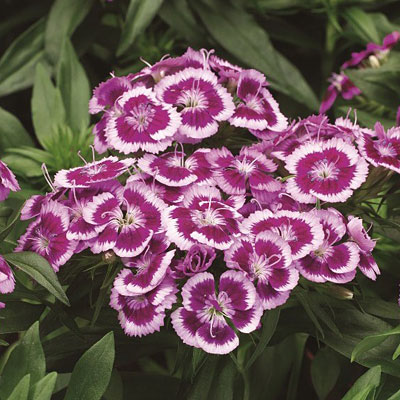 Dianthus b. 'Barbarini Purple Picotee'